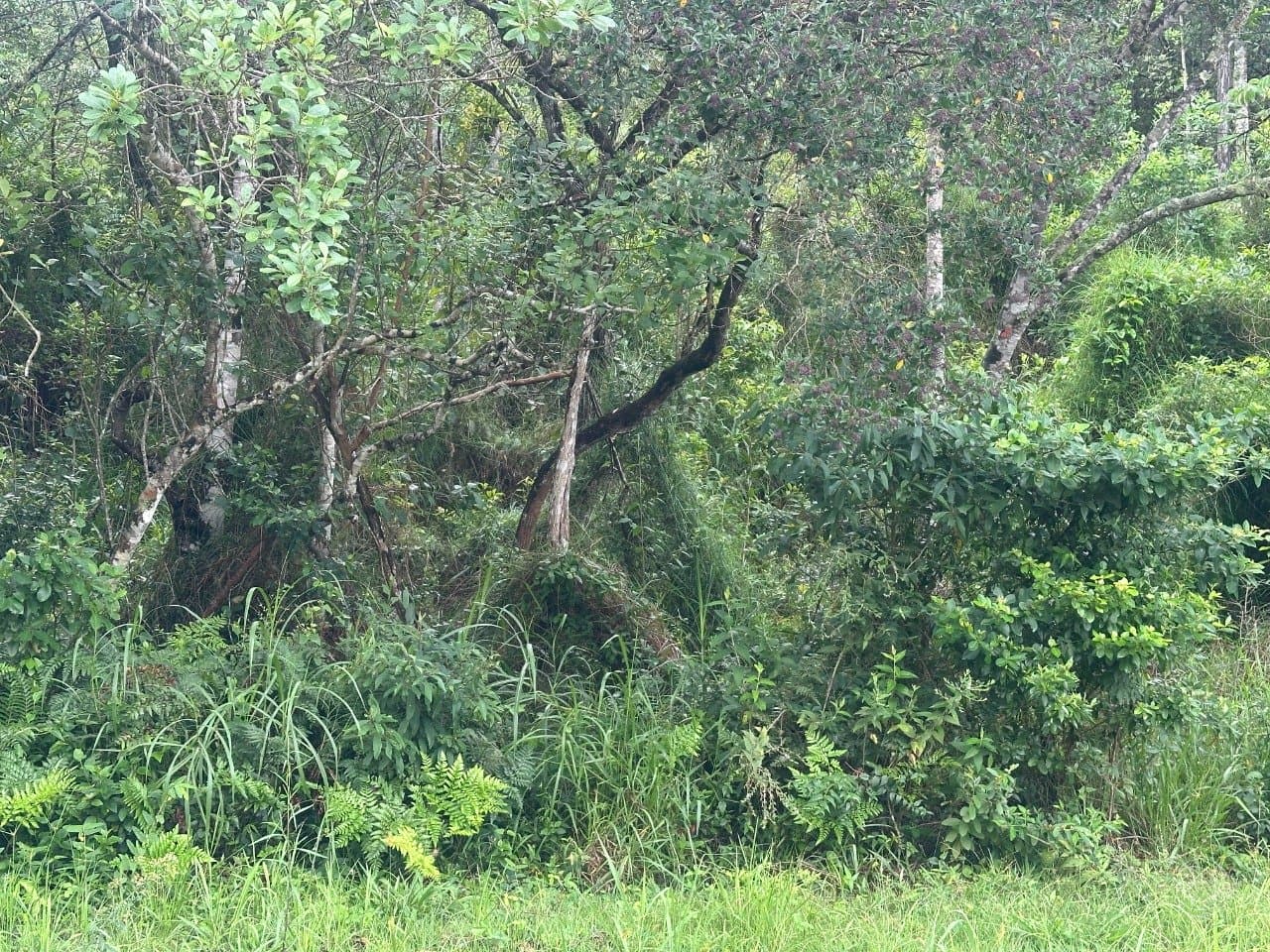 Foto do anúncio número 5