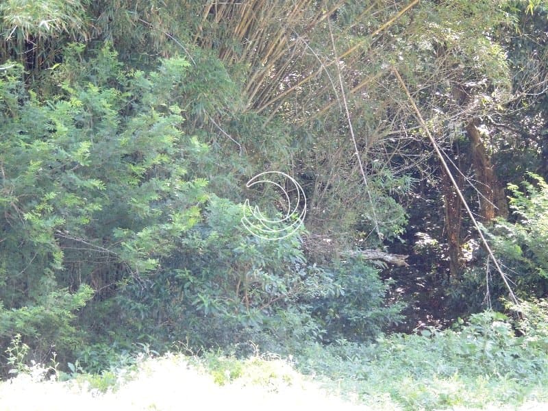 fhuagg-MD_igralhaim11972_812520.jpg
