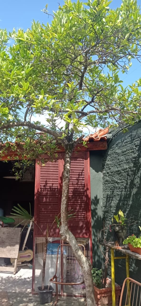 Foto do anúncio número 3