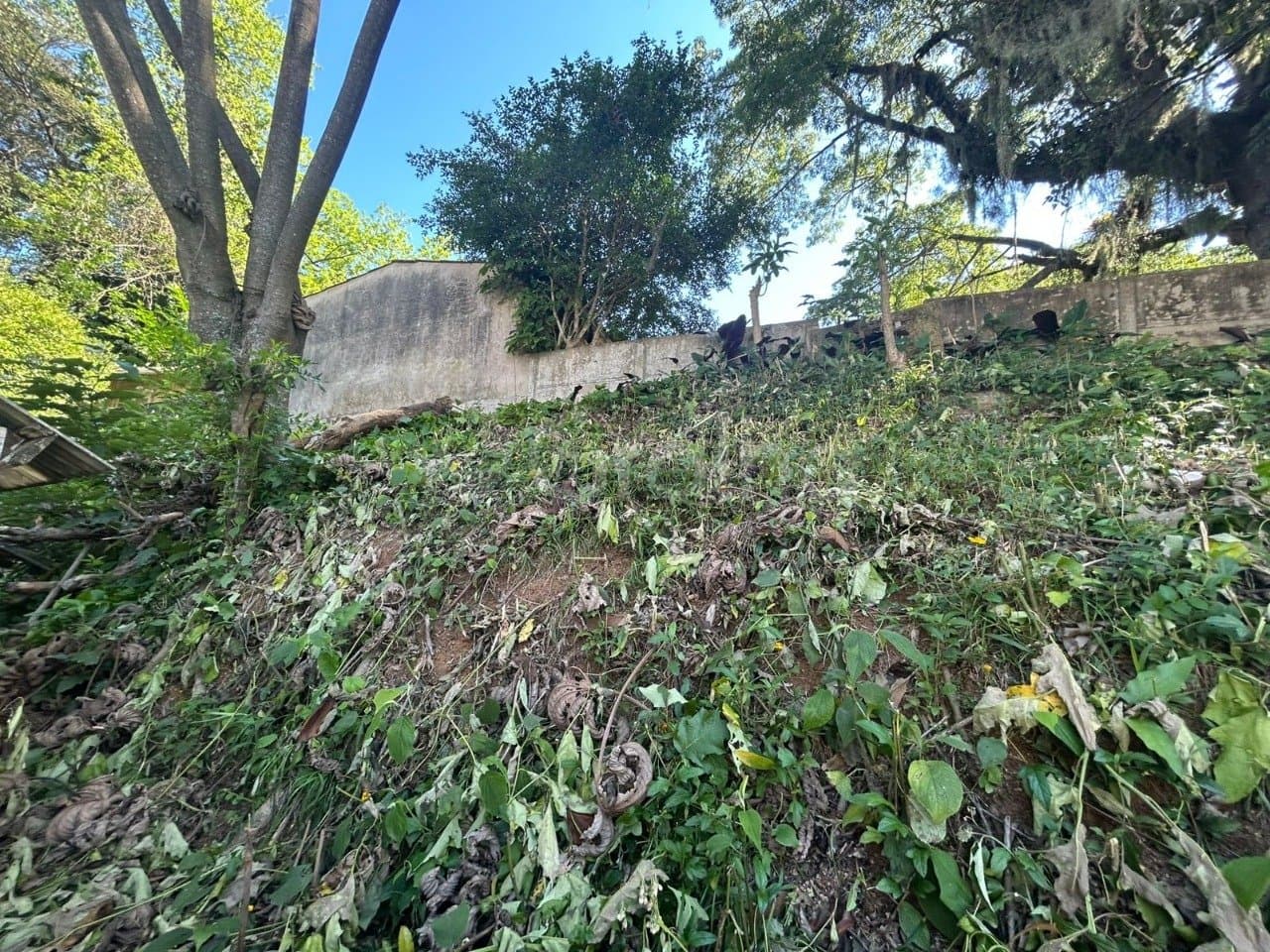 Imagem do anúncio 6