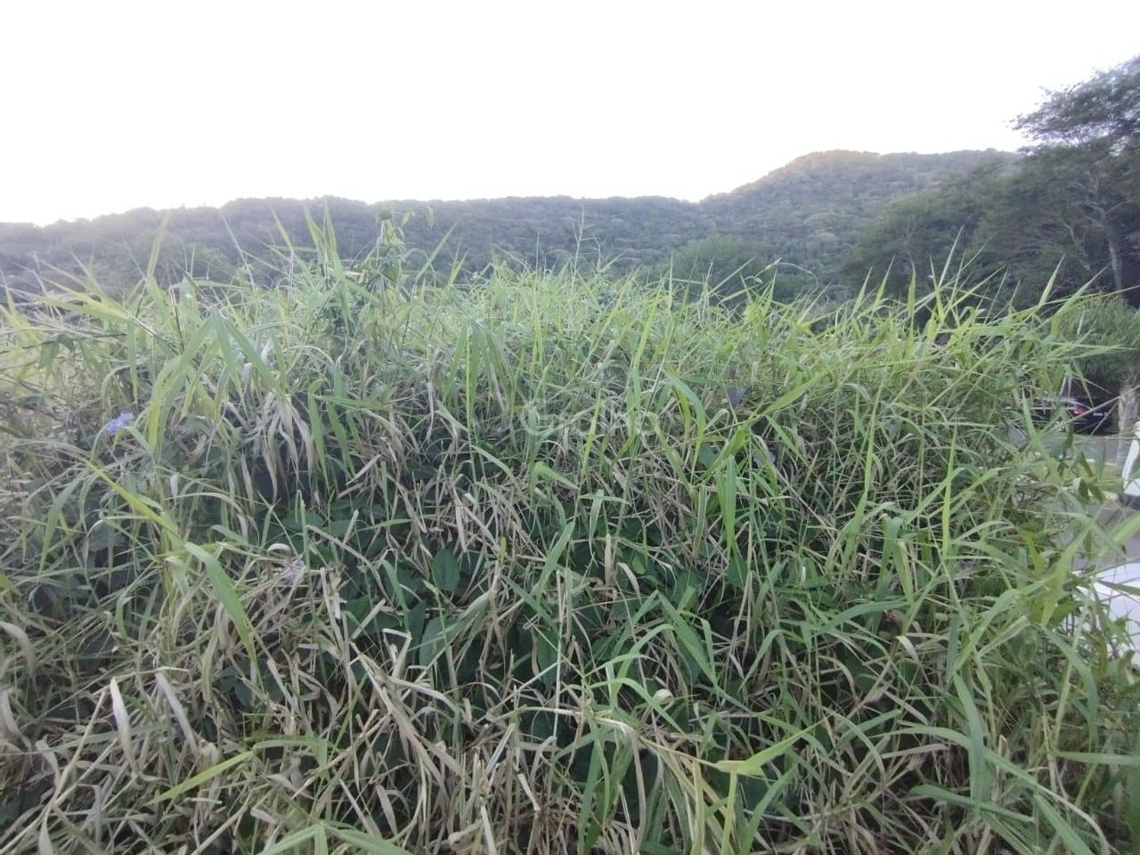 Imagem do anúncio 3