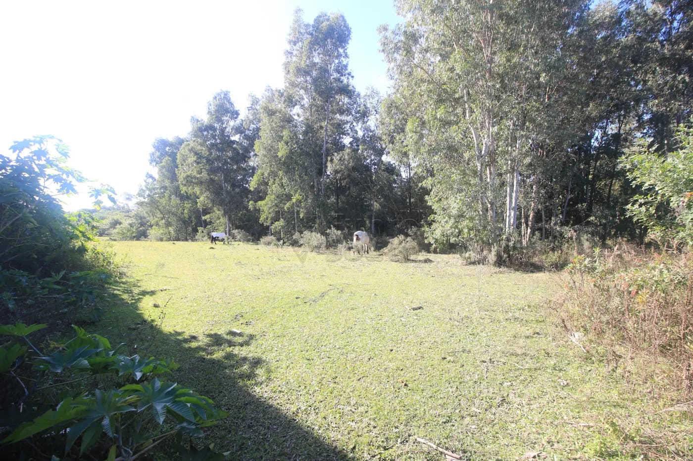 Foto do anúncio número 3
