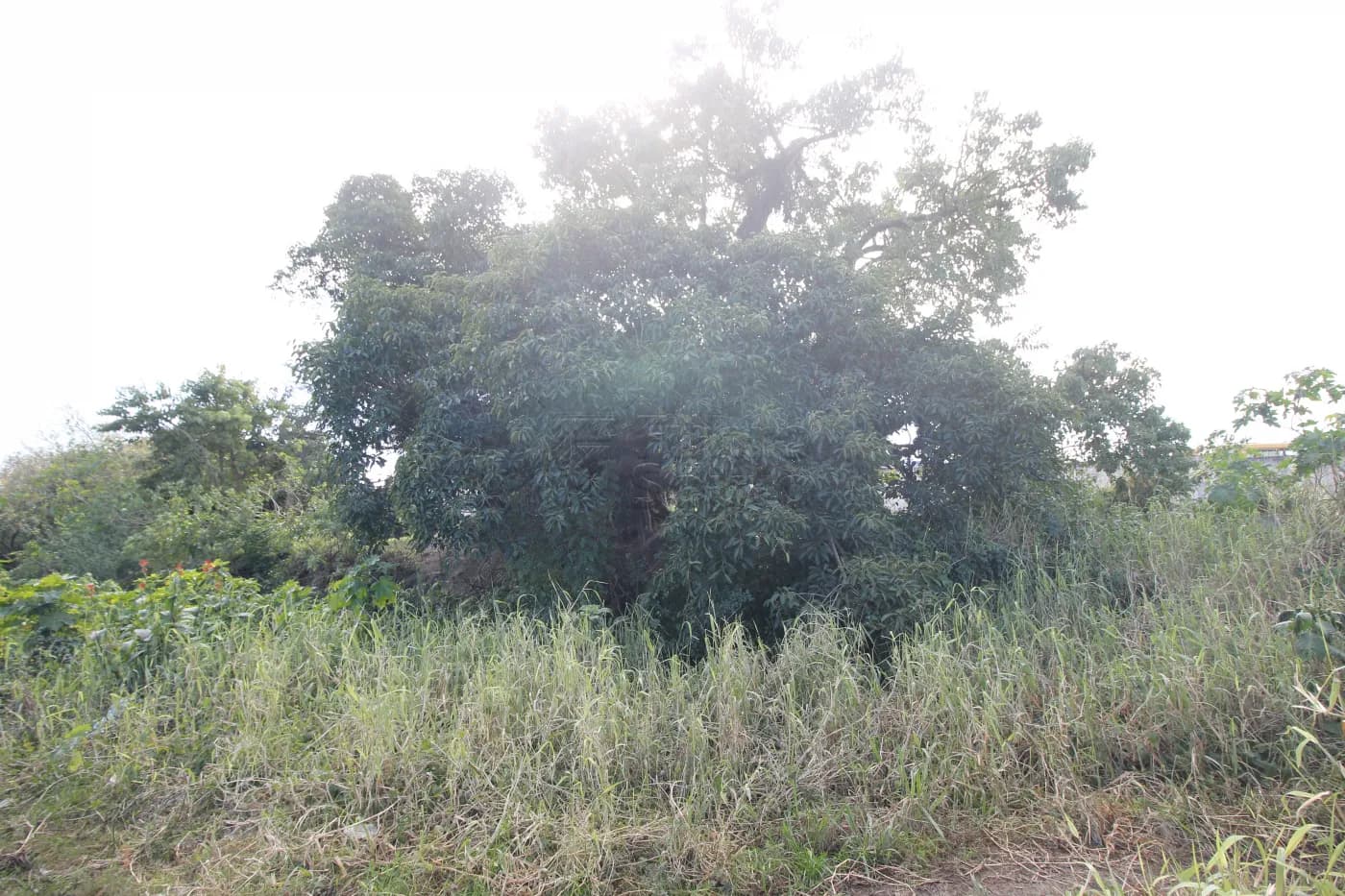 Foto do anúncio número 3