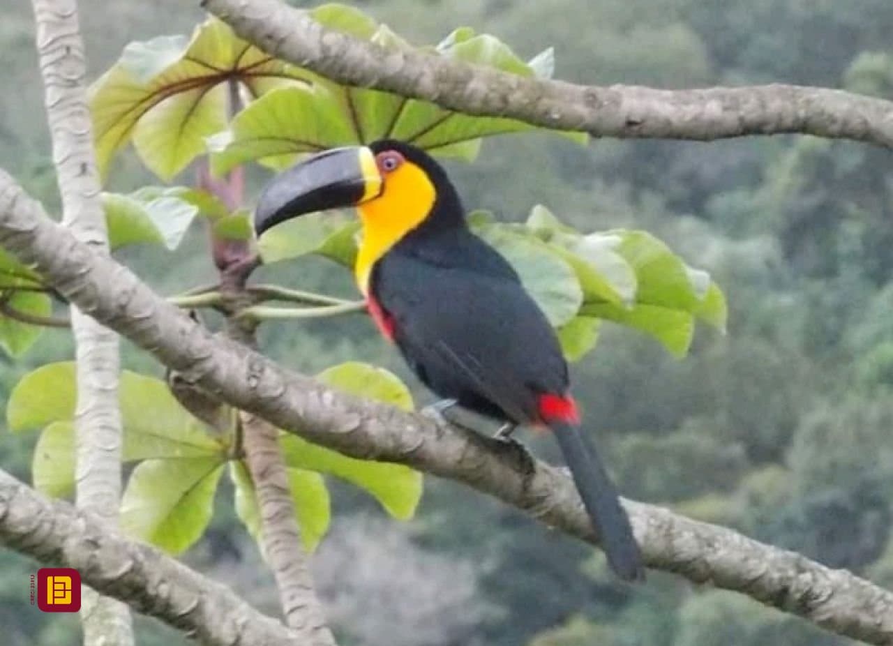 Foto do anúncio número 5