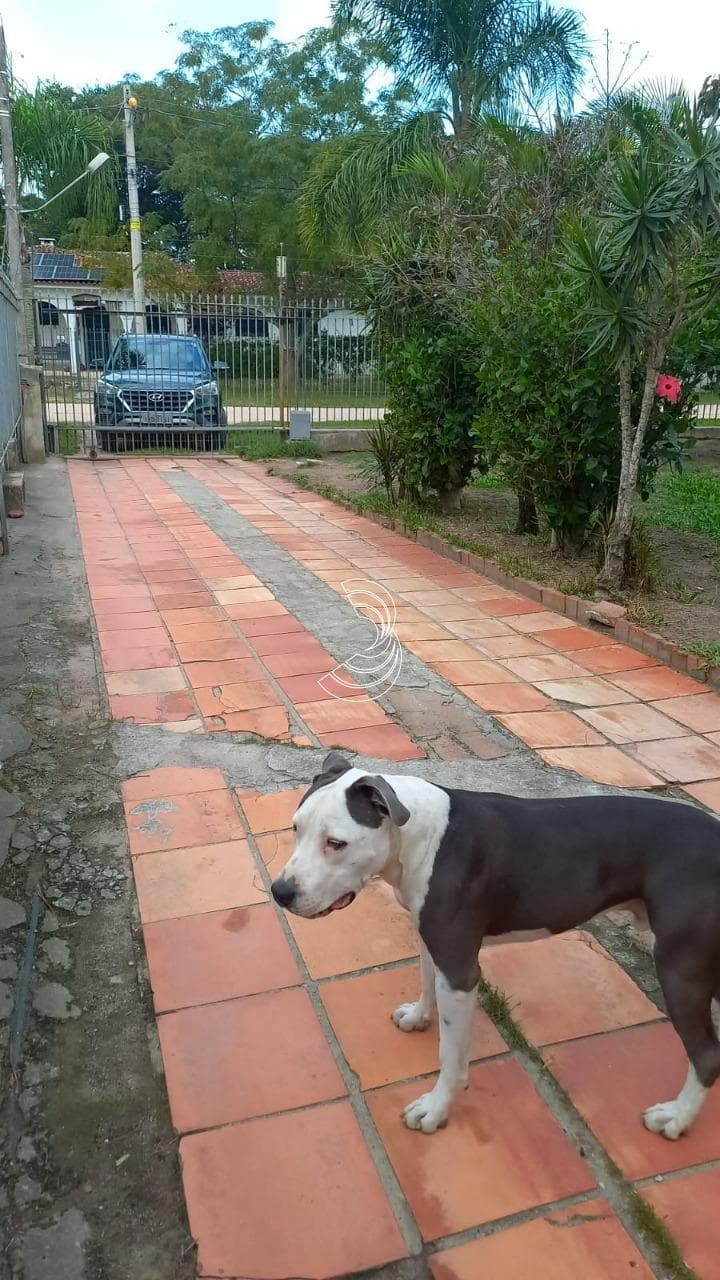 Foto do anúncio número 2